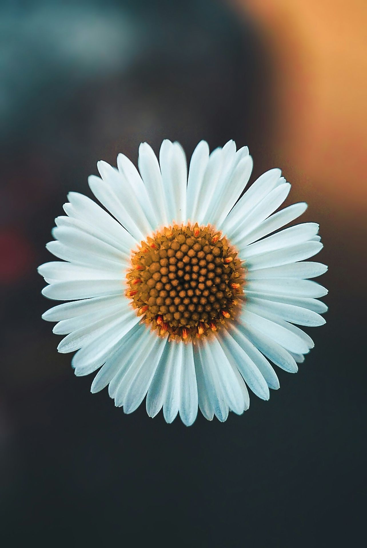 White daisy