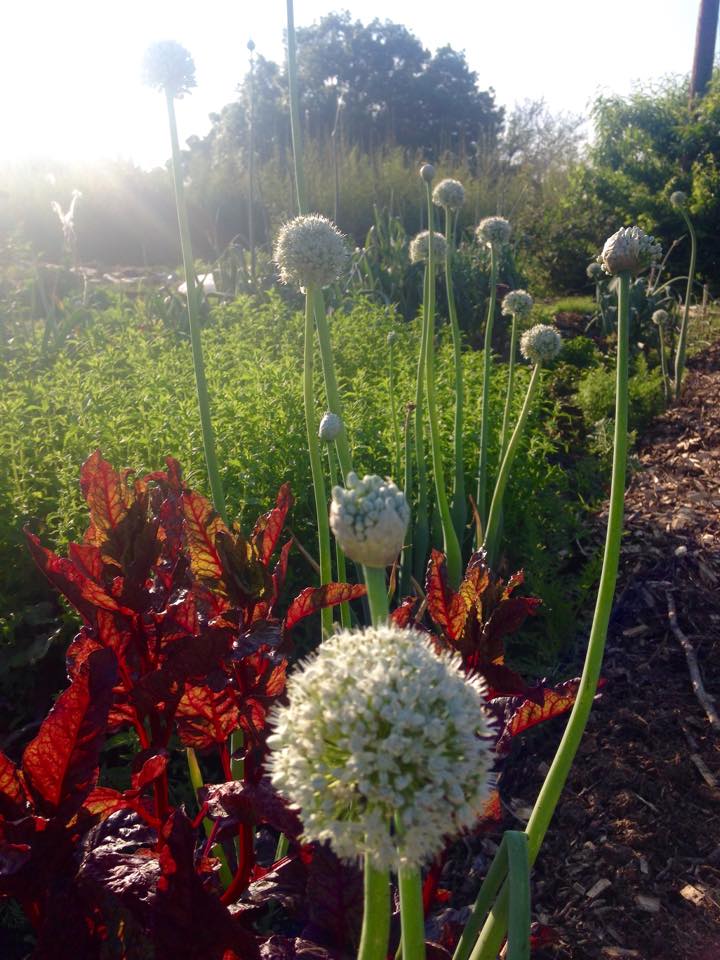 Onion blossoms at The Garden of Eden