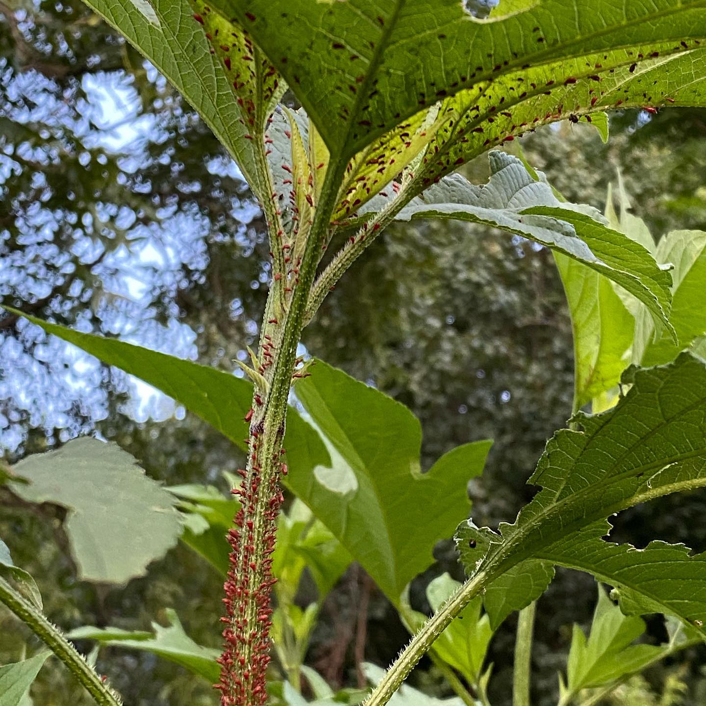 pests on plant
