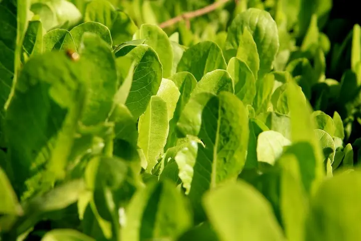 Young lettuce at The Garden of Eden