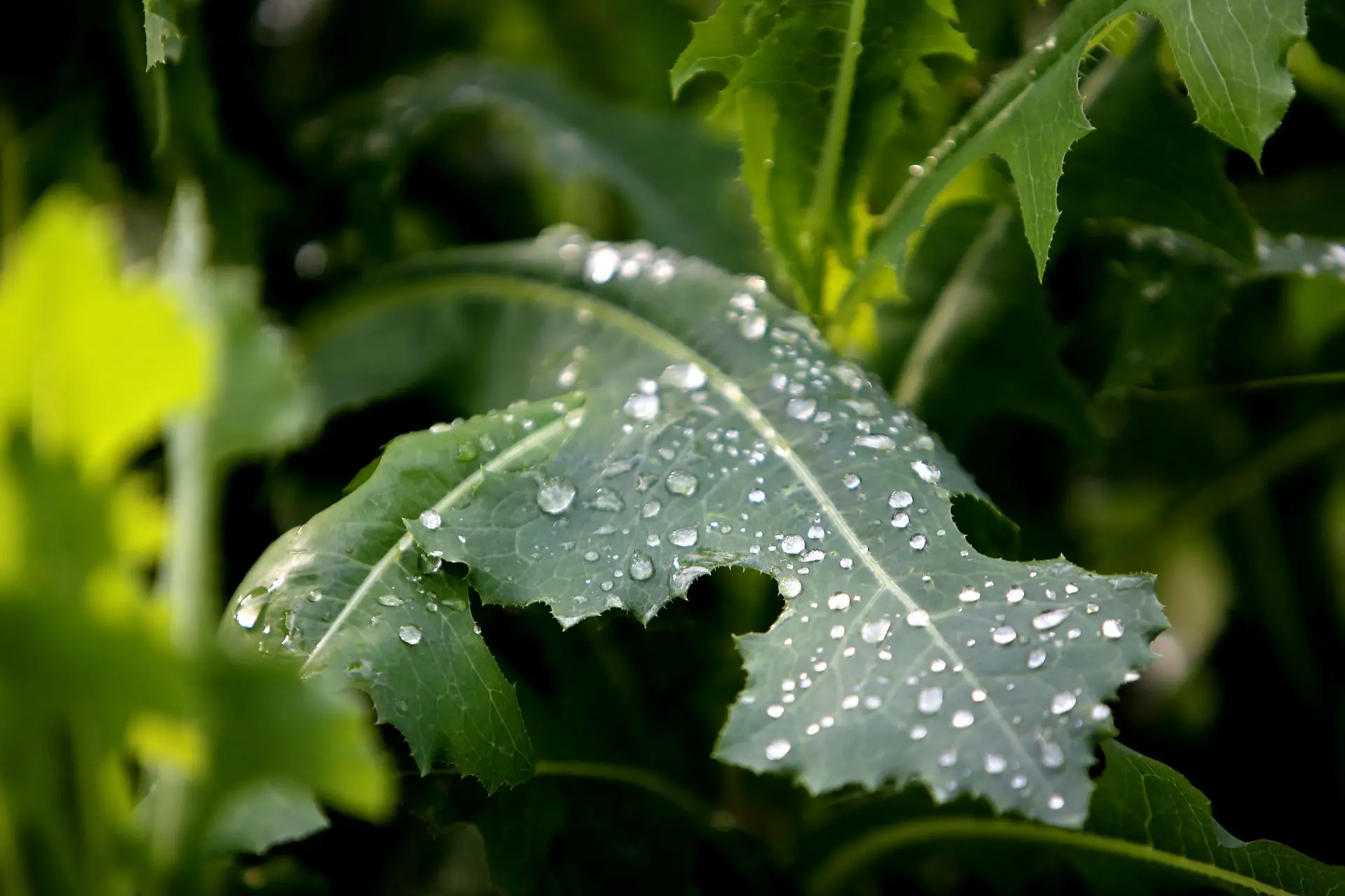 Dew drops on sow thistle at The Garden of Eden