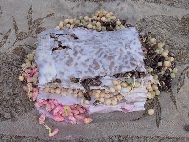 sprouting seeds