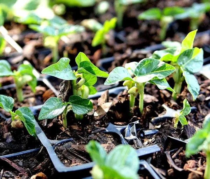 young plants at The Garden of Eden