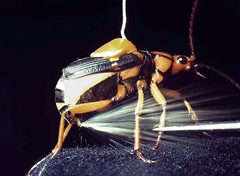 bombadier beetle sprays hydrogen peroxide