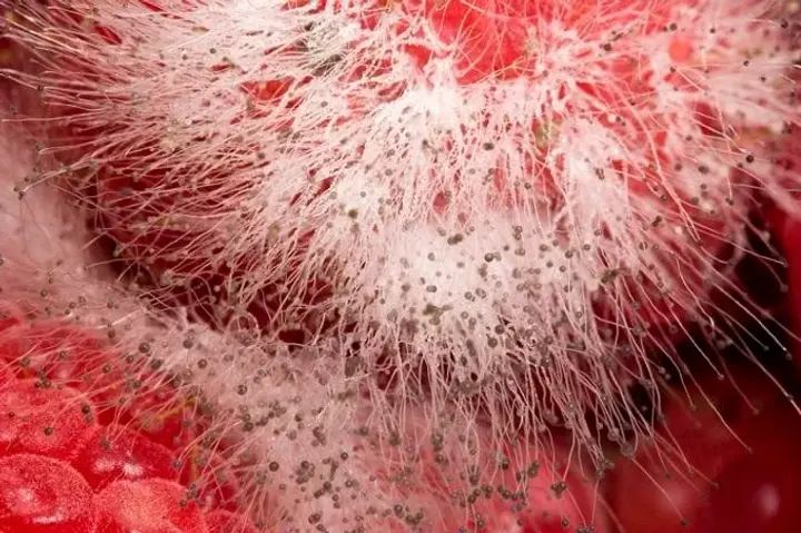 candida growth