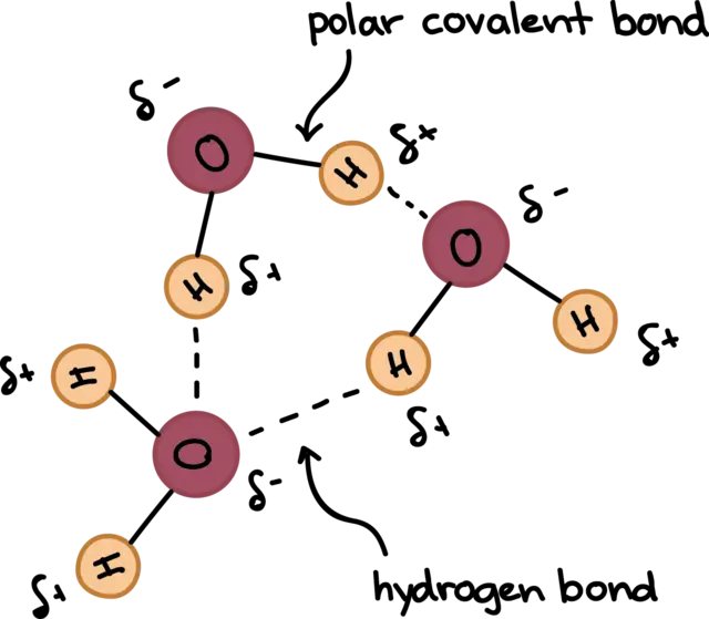 polar covalent bond vs. hydrogen bond